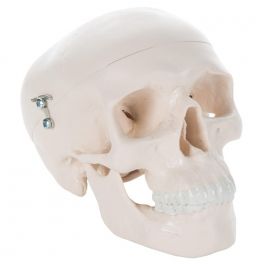Cranio umano classico in 3 parti