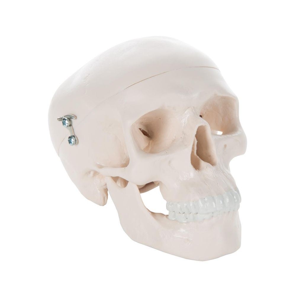 Cranio umano classico in 3 parti
